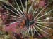 lionfish2.jpg
